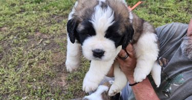 Saint Bernard puppies