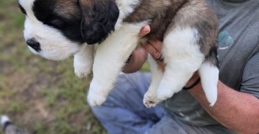 Saint Bernard puppies