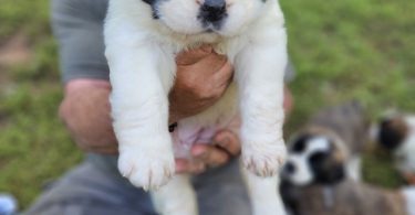 Saint Bernard puppies