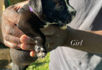 Pitbull shepherd mix puppies
