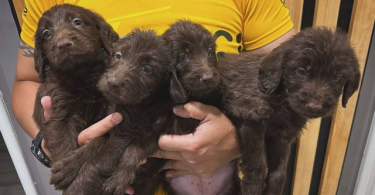 LABRADOODLES