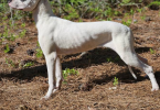Family owned Dogo Argentino puppies for sale