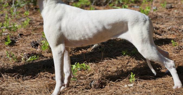 Family owned Dogo Argentino puppies for sale
