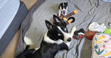German Shepard Husky Mix puppies for adoption