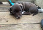 Minpin Jack Russell mix puppies