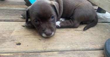 Minpin Jack Russell mix puppies