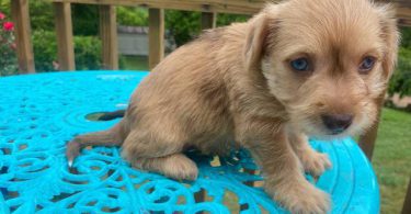 Minpin Jack Russell mix puppies
