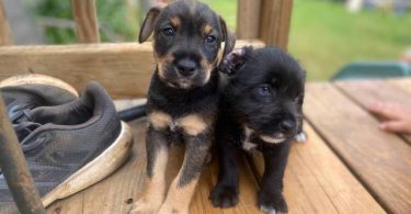 Minpin Jack Russell mix puppies