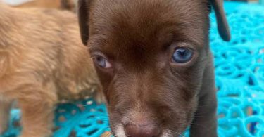 Minpin Jack Russell mix puppies