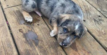 Minpin Jack Russell mix puppies