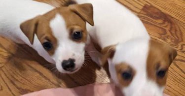 2 fullblooded Jack Russell Terrier puppies