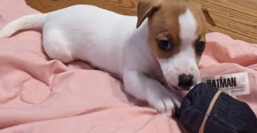 2 fullblooded Jack Russell Terrier puppies