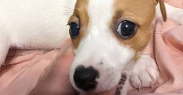 2 fullblooded Jack Russell Terrier puppies