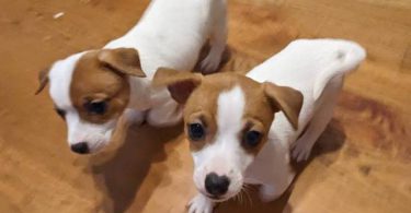 2 fullblooded Jack Russell Terrier puppies