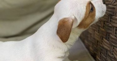 2 fullblooded Jack Russell Terrier puppies
