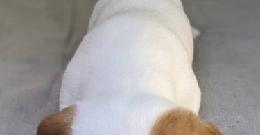 2 fullblooded Jack Russell Terrier puppies