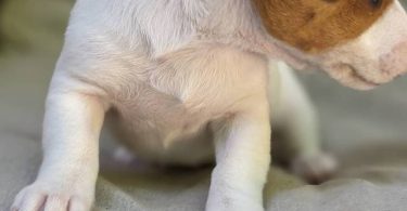 2 fullblooded Jack Russell Terrier puppies