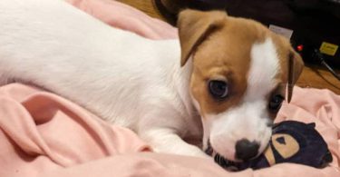 2 fullblooded Jack Russell Terrier puppies