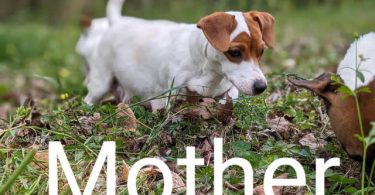 2 fullblooded Jack Russell Terrier puppies