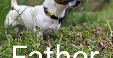 2 fullblooded Jack Russell Terrier puppies