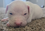 Purebred red nose pit bull puppies
