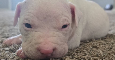 Purebred red nose pit bull puppies