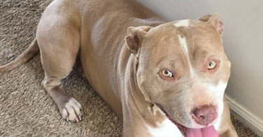 Purebred red nose pit bull puppies
