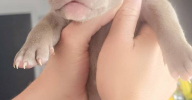 Purebred red nose pit bull puppies