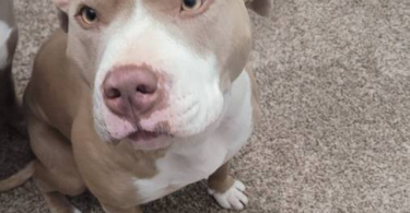 Purebred red nose pit bull puppies