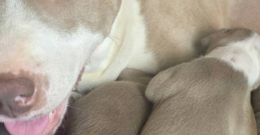 Purebred red nose pit bull puppies