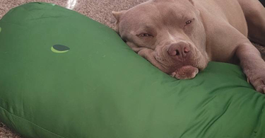 Purebred red nose pit bull puppies