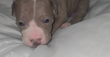 Purebred red nose pit bull puppies