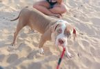 2 bully puppies looking for home