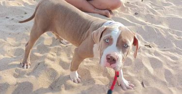 2 bully puppies looking for home