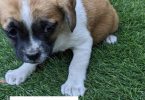 Boy and girl Shih Tzu Chihuahua mix puppies