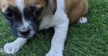 Boy and girl Shih Tzu Chihuahua mix puppies