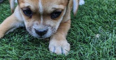 Boy and girl Shih Tzu Chihuahua mix puppies