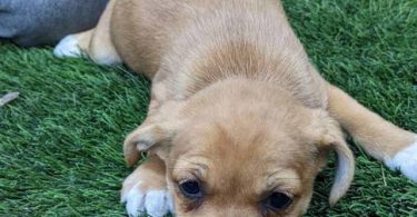 Boy and girl Shih Tzu Chihuahua mix puppies