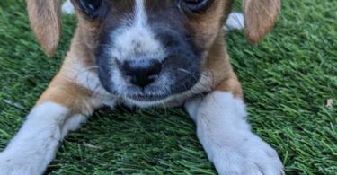 Boy and girl Shih Tzu Chihuahua mix puppies