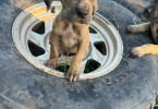 4 Great Dane puppies for adoption