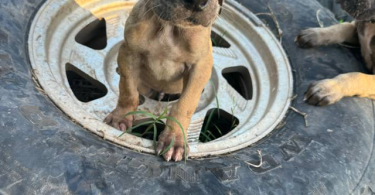 4 Great Dane puppies for adoption