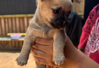 3 small Chorkie puppies for sale