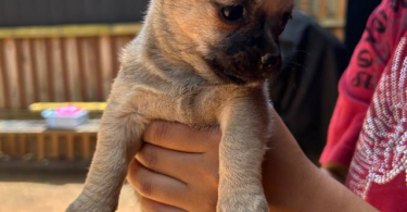 3 small Chorkie puppies for sale