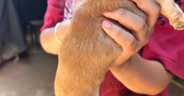 3 small Chorkie puppies for sale