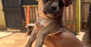3 small Chorkie puppies for sale