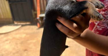 3 small Chorkie puppies for sale