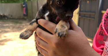 3 small Chorkie puppies for sale