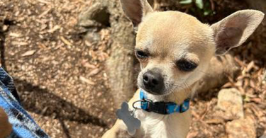 3 small Chorkie puppies for sale