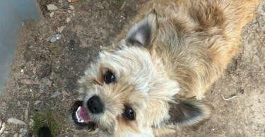 3 small Chorkie puppies for sale