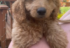 Standard goldendoodle babies
